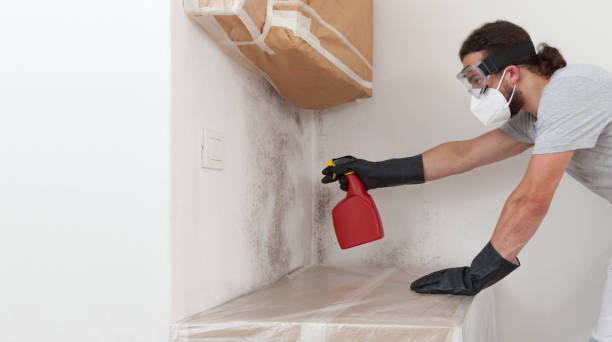 Professional Basement Mold Remediation technician working in Alpharetta, GA